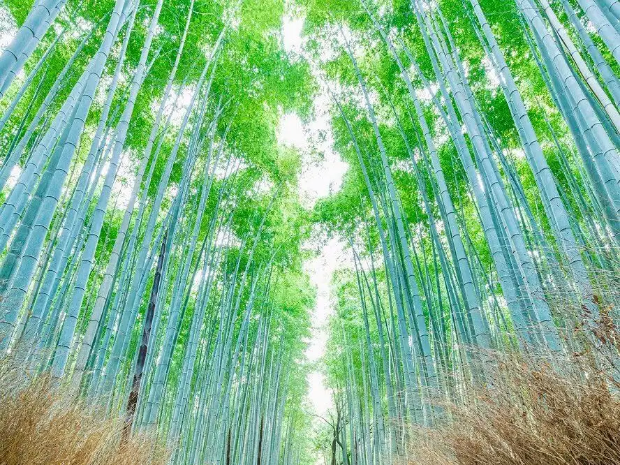 木漏れ日の竹林