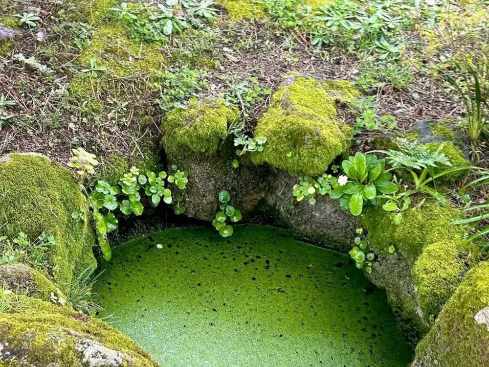 苔むした古い井戸