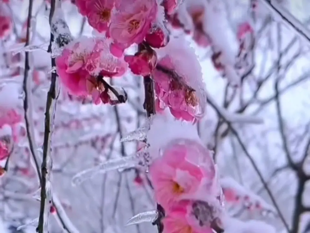 雪をかぶった梅の枝